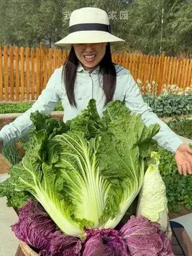 要想白菜产量高,选对品种很重要 蔬菜种子 我的小菜园 田园生活 种植的乐趣