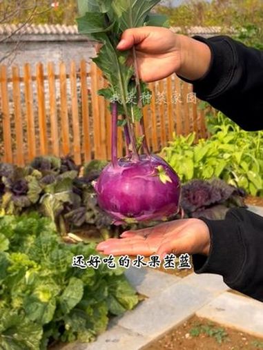 水果苤蓝该种了 田园生活 种植的乐趣 在家种菜 紫苤蓝