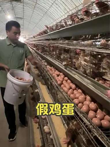 往鸡窝里放假蛋,原来是为了引导母鸡下蛋!假鸡蛋 母鸡下蛋 科普 涨知识