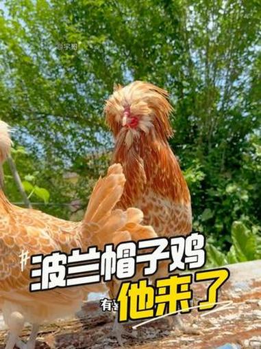 黄金波兰帽子鸡 今天他来了 #帽子鸡 #观赏鸡 #网红鸡 #波兰鸡 #宇哥观赏鸡