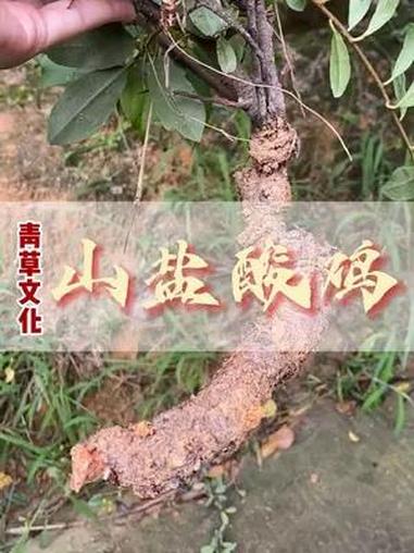 这种山盐酸鸡真的很少见!
