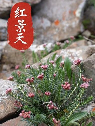 红景天，相信每一个去过青藏高原的宝宝对它都不陌生。大家还记得《仙剑》男主角景天吗？它是原型