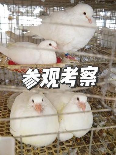 河南客户到天成鸽业肉鸽养殖基地参观考察 #肉鸽养殖 #高产种鸽 #养鸽子 #农村养殖 #适