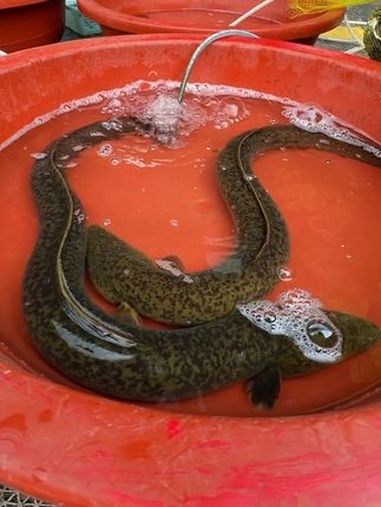 同学们,这个鱼你们那儿叫什么?养殖的一斤110算贵吗?菜市场阿姨教你做菜 内容启发搜索 干