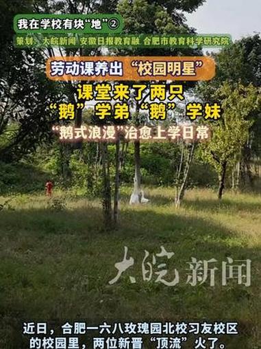 劳动课养出“团宠”!合肥这所学校来了“鹅”学弟“鹅”学妹 大皖新闻讯 近日,合肥一六八玫瑰