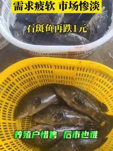 石斑鱼市场需求弱,基本走不动,价格也随之下滑,部分业者估计下半年行情不容乐观。水产养殖 石