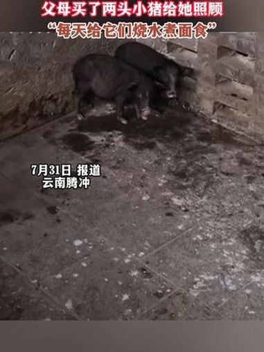 大学生放假假期比较长,爸妈担心她无聊买两头猪给她照顾,每天给它们烧热水煮面食 当代大学生 