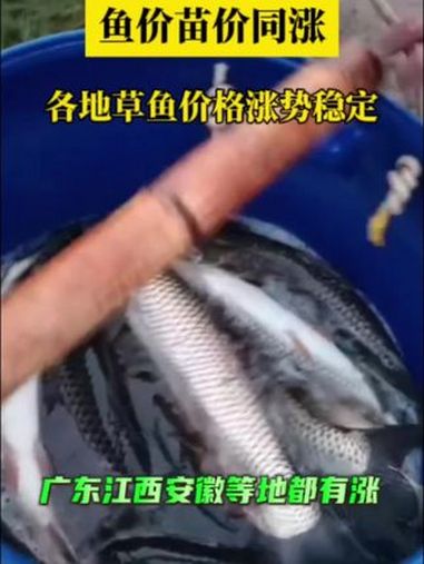 广东江西安徽等地草鱼价格略有上涨,湖北湖南江苏等产区鱼价总体稳定。水产价格 鱼价 草鱼养殖