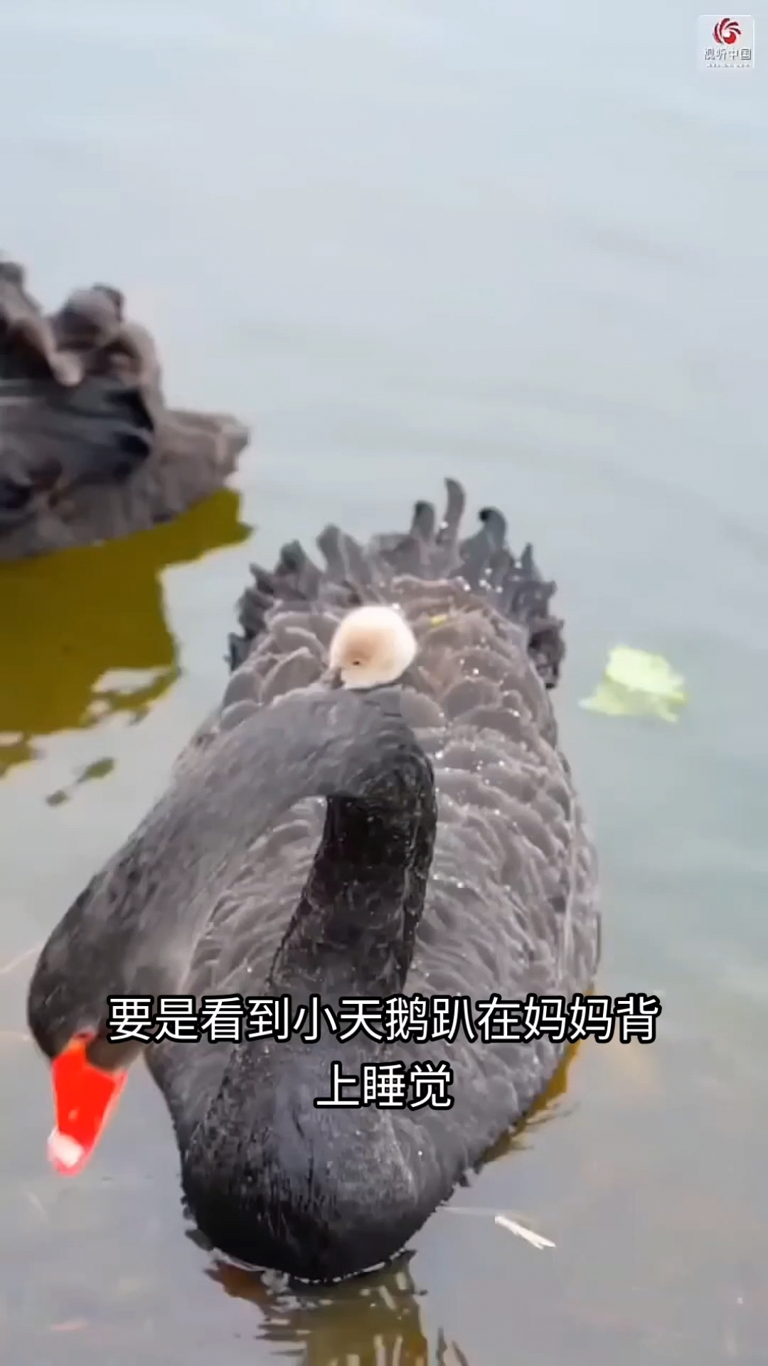 要是看到小天鹅趴在“妈妈”背上睡觉,可别被这暖心画面骗了!其