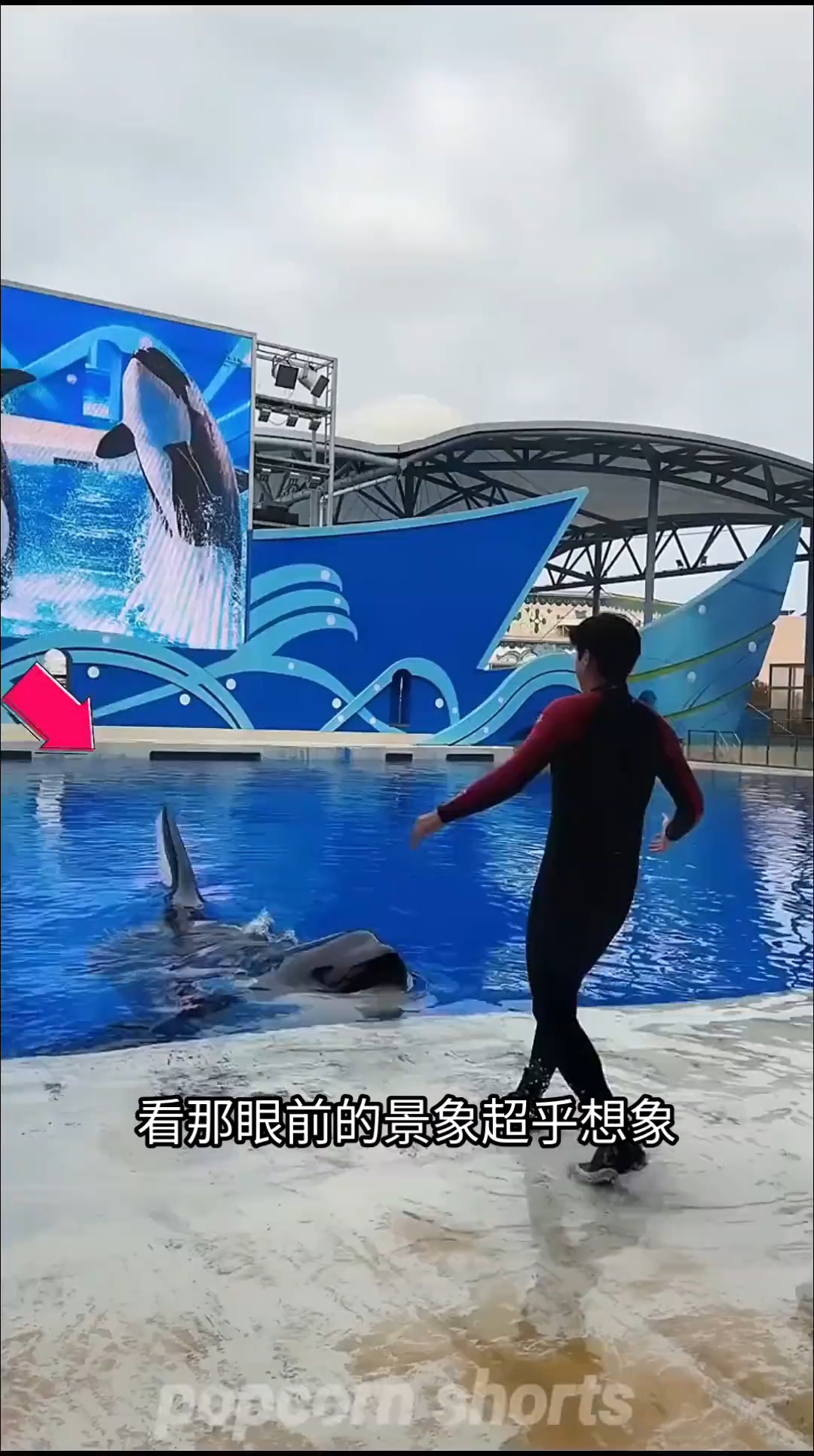 沉浸在深蓝海域,与鲸鱼一同舞动,感受大自然最纯粹的韵律。