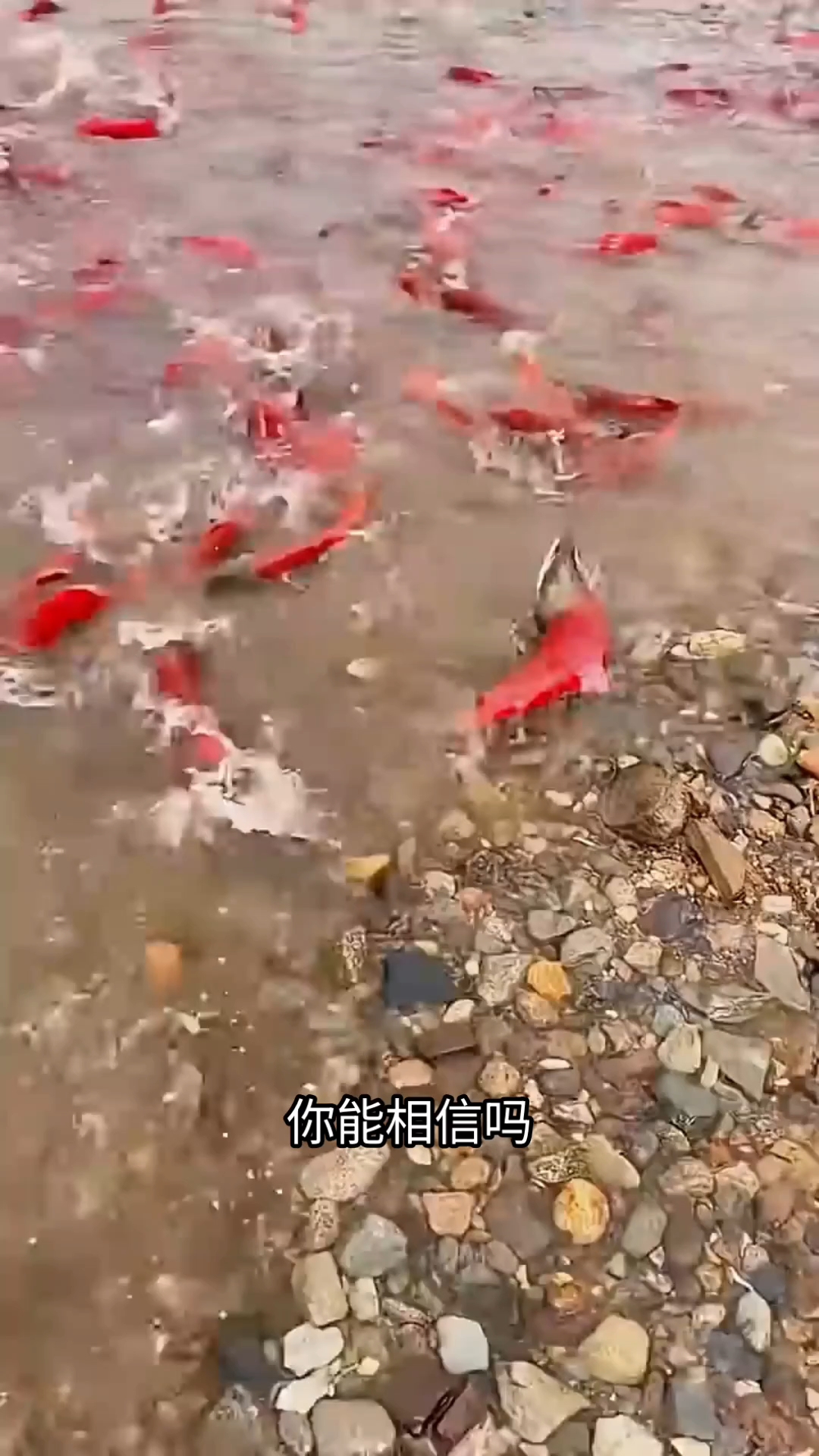 分享视频