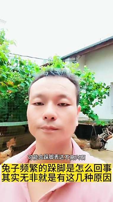 兔子频繁的跺脚是怎么回事？坤哥深度剖析，其实无非就是这几种原因导致的 兔子跺脚 农村创业养