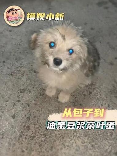 老板仅用0秒就接受了包子油条豆浆茶叶蛋 搞笑 娱乐评论大赏 狗狗 万万想不到