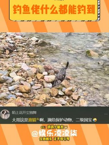 有无专业人士来看看这是真的吗 猫咪 渔猫 豹猫 求科普 钓鱼佬除了鱼什么都能钓到
