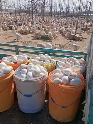 农家散养新鲜土鹅蛋