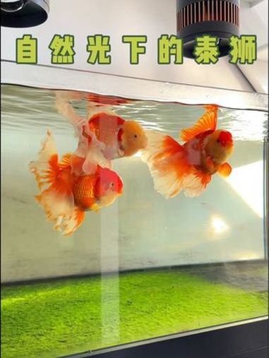 这种经典款的泰狮还有人喜欢吗?养鱼日记 金鱼 泰狮 泰狮金鱼 水鸦鱼缸