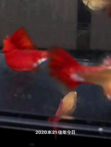 重新说一遍孔雀鱼的命名,血红,蓝贵族,就别再用了