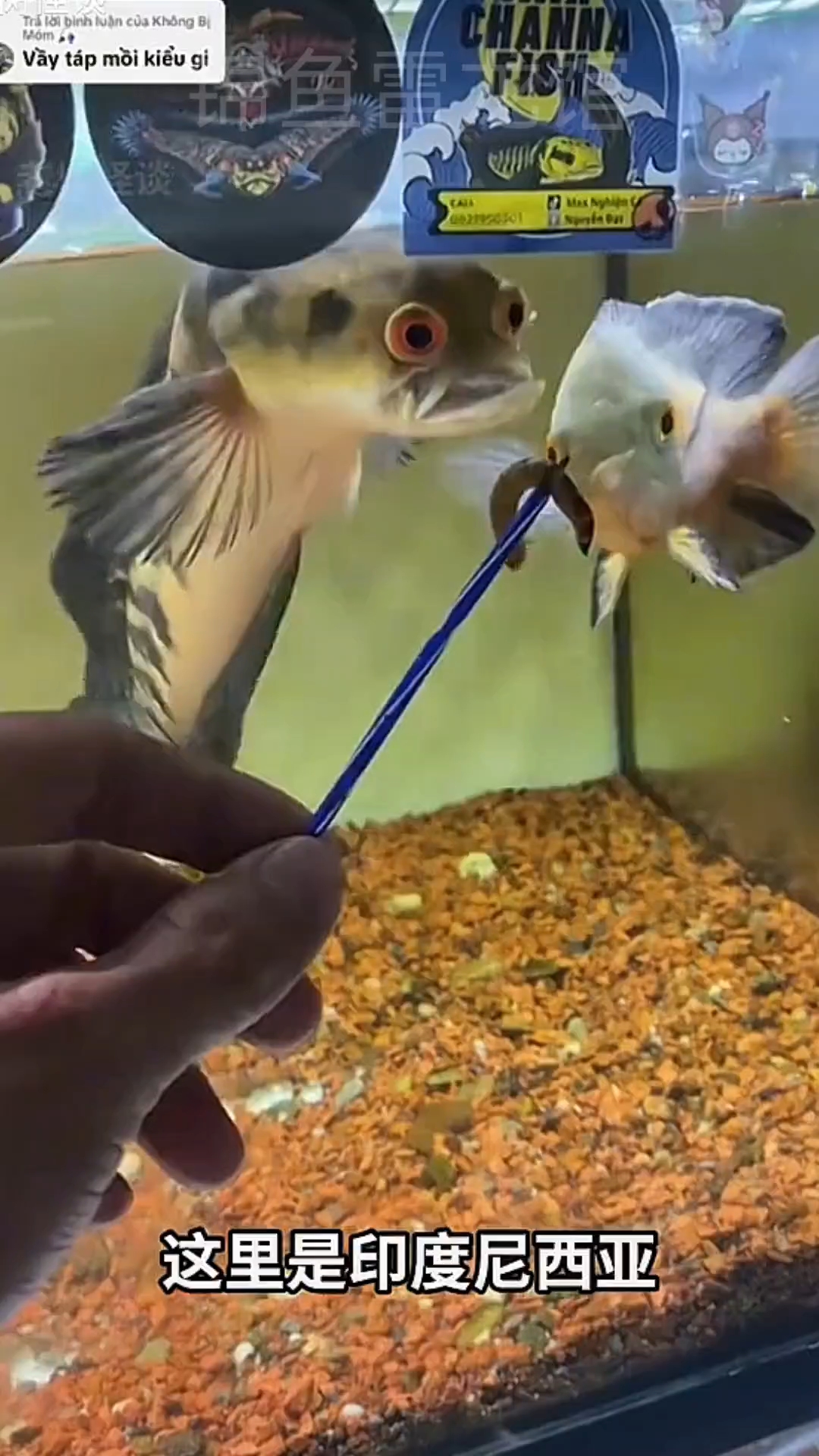 施蒂克雷龙 印度显斑雷龙 虽然长得像 但这可不是第三种幻蓝哦