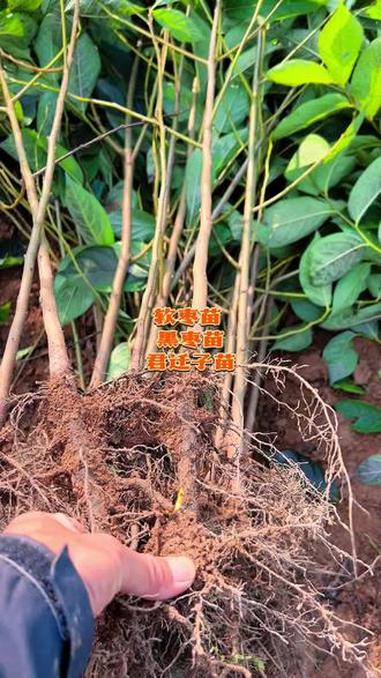 软枣苗 黑枣苗 君迁子苗 0.6-1公分软枣苗