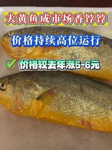 大黄鱼市场整体行情优于去年同期,市场供需结构对价格的影响较为显著。水产养殖 大黄鱼养殖 鱼