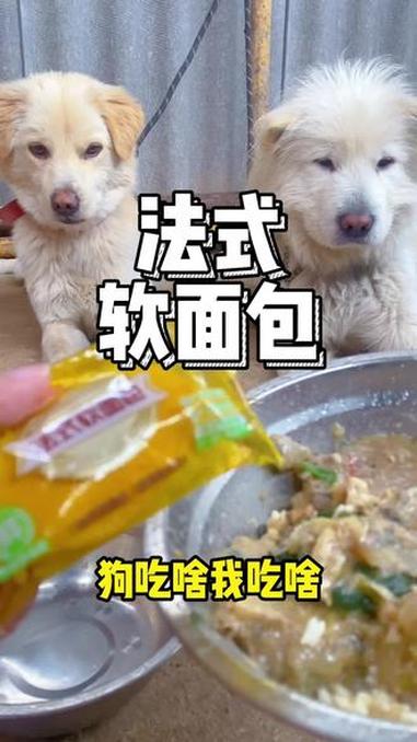 #狗吃啥我吃啥 #法式软面包 #零食 #宠物出道计划