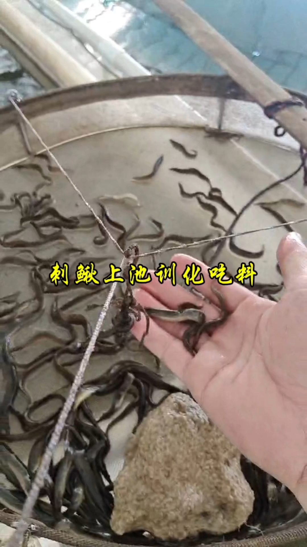 中华刺鳅苗,说一下你们当地叫啥