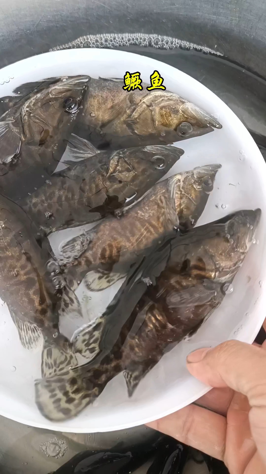 鳜鱼苗桂花鱼苗季花鱼苗