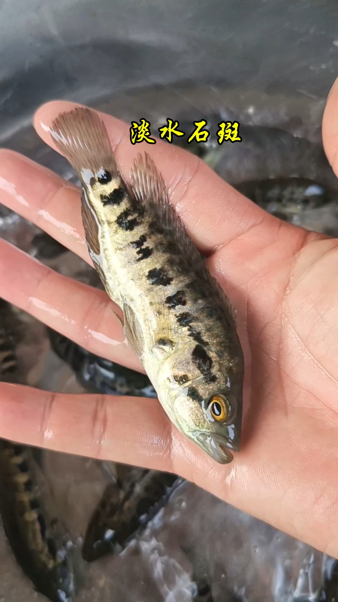 淡水石斑鱼苗,有人认识吗