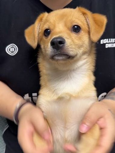 豆豆的新的搓土豆丝来喽表情一比一复刻 开心的煎蛋 窝囊小狗 中华田园犬 小狗  抖音潮流舞