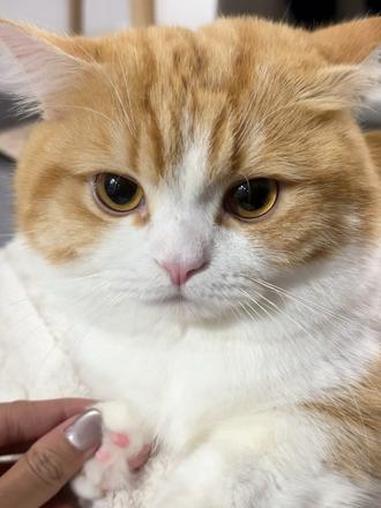 软糯香甜的大黄馒头我亲亲亲 #撸猫头 #橘毛猫 #肥橘橘 #肉松大橘 #怼脸猫咪表情包