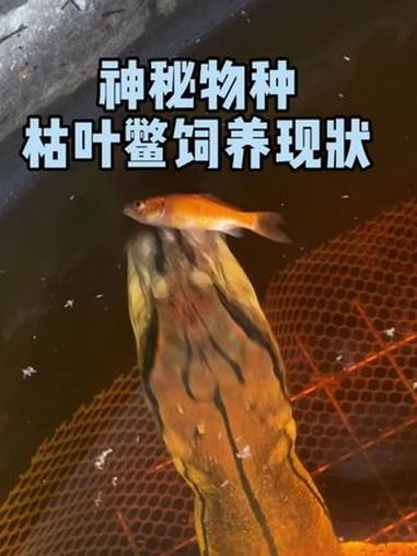 神秘物种枯叶鳖饲养现状 乌龟 爬宠 龟龟 鳖 水族