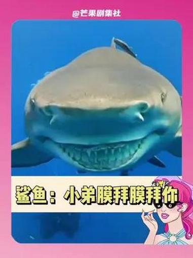 鲨鱼:哥,小弟我们膜拜膜拜你 鲨鱼 海洋 自然保护 搞笑