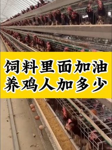 蛋鸡养殖 科学养鸡 抖音养鸡人 养鸡场 记录养殖生活