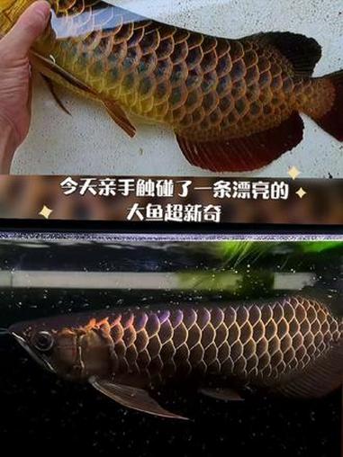 古典过背金龙鱼#古典过背金龙鱼