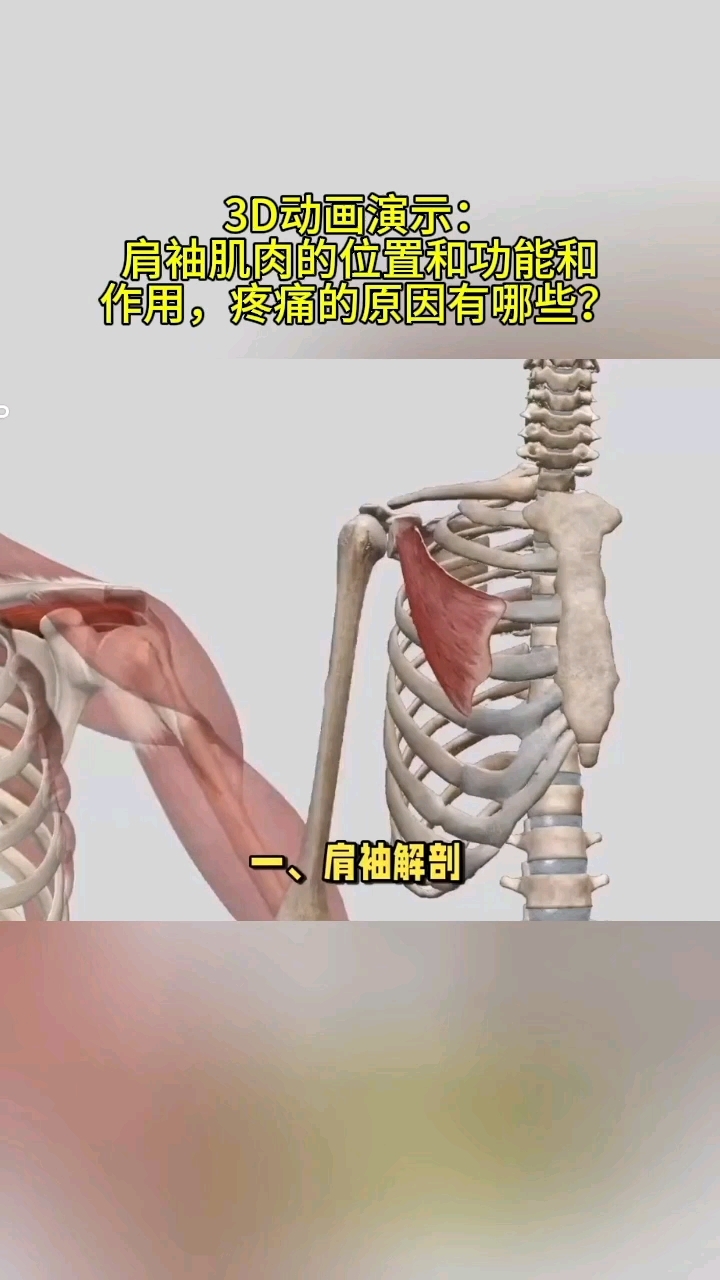 肩袖肌肉的位置和功能以及作用,疼痛的原因有哪些?
