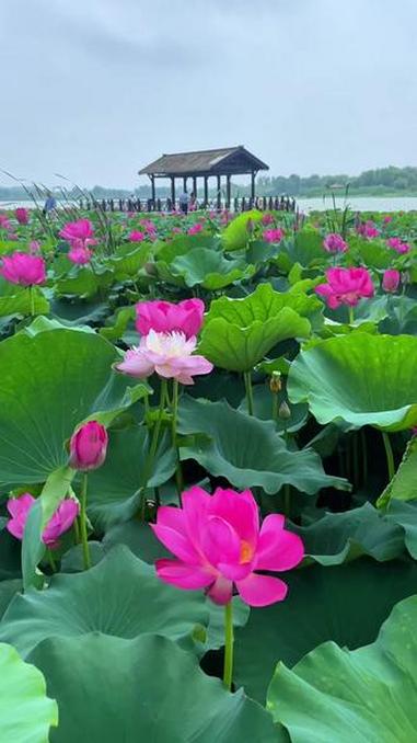 从荷处来，到荷处去，皆是诗意#荷塘美景#映日荷花别样红