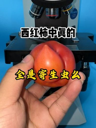 显微镜下的世界