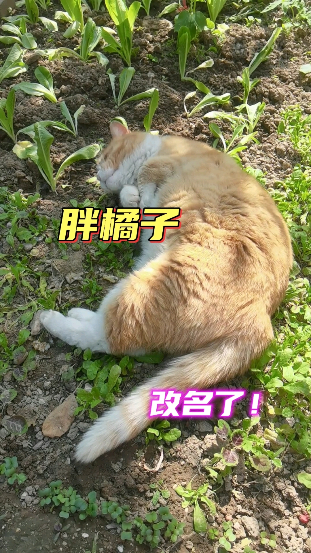胖橘子,吃菜自由!
