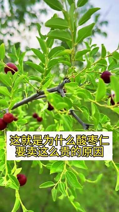 为什么真正的好的酸枣仁四五百元一斤?酸枣仁价格高的原因在于酸枣仁的来之不易,制作过程复杂,