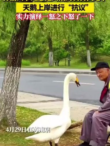 抓大鹅 抖音小游戏 全民抓大鹅小游戏 学生党 女生抓大鹅游戏