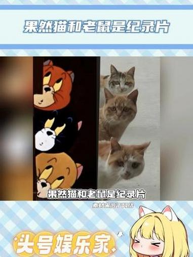 #果然猫和老鼠是纪录片 #猫猫 #可爱 这将成为我看热闹的专用表情包!