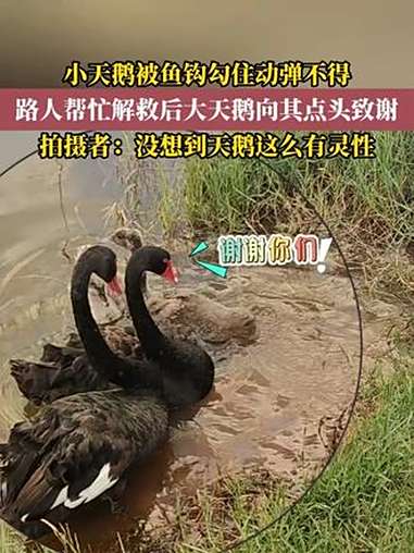 小天鹅被鱼钩勾住动弹不得,路人帮忙解救后大天鹅向其点头致谢。拍摄者:没想到天鹅这么有灵性。
