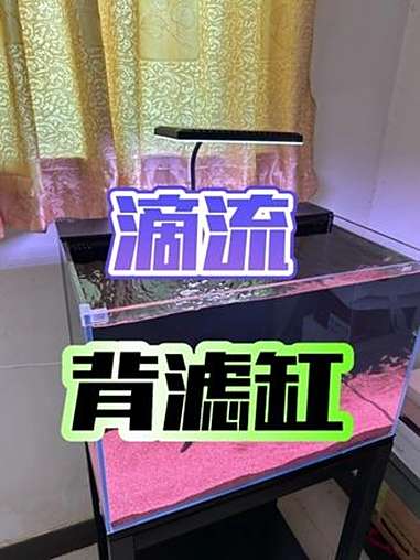 真正的滴流背滤缸，过滤效果完美媲美滴流盒！又想过滤强大，还想美观度好，它一定可以满足你，呆