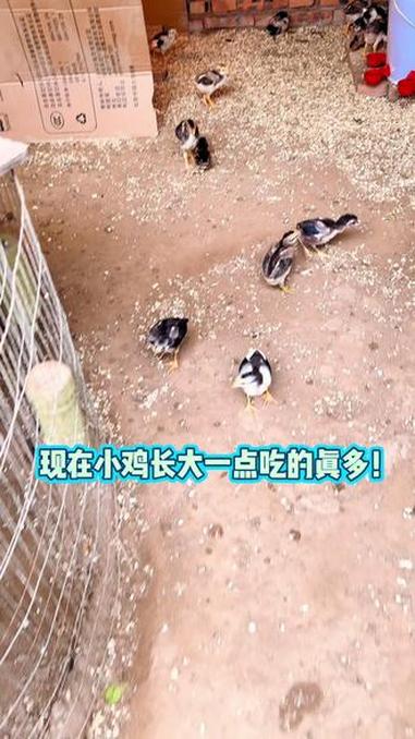 现在小鸡长大一点吃的真多!#斗鸡养殖 #优质鸡苗 #三农养殖 #抖音二创激励计划 #抖音