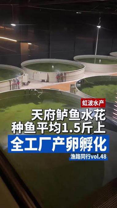 「渔路同行vol.48虹波水产」实探四川天府鲈鱼水花，种鱼平均体重1.5斤以上，全工厂化产