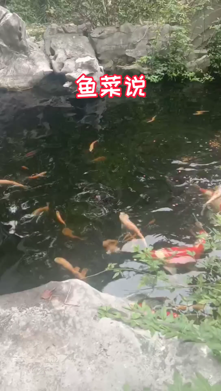 很多朋友养不好鱼,几天不换水鱼就上西天了,原因很简单,鱼在吃饲料时的残渣,以及鱼粪如果不及