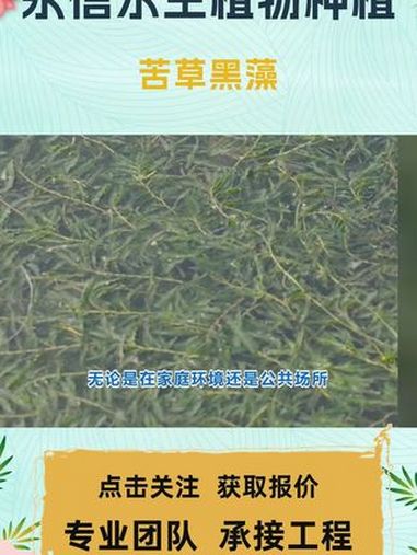 种植沉水植物 苦草黑藻 苦草基地 苦草多少钱一平米 苦草短叶 苦草多少钱