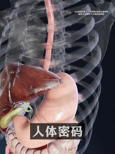 消化系统 人体结构 科普 消化系统