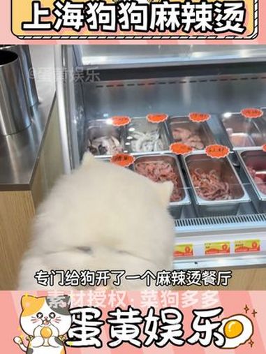 不用看IP就知道是哪个城市(素材来源@菜狗多多)狗狗 麻辣烫 上海 震惊