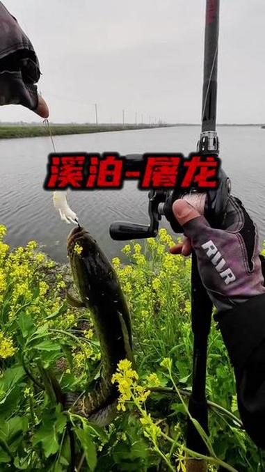 这应该是溪泊屠龙这款杆子上的第一条鱼!够硬,够强悍,平地直提41斤#亮水打黑 #溪泊屠龙雷